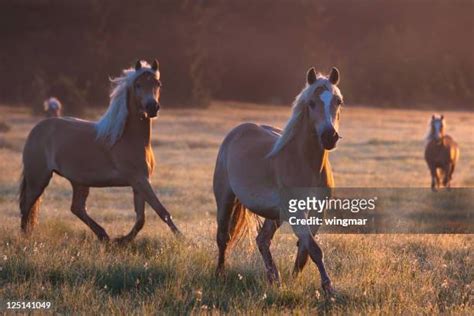 picture of a palomino|2,415 Palomino Horse Stock Photos & High